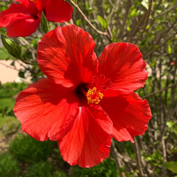 🌺Meet your Posher, Natalya🌺 - Picture 4 of 4